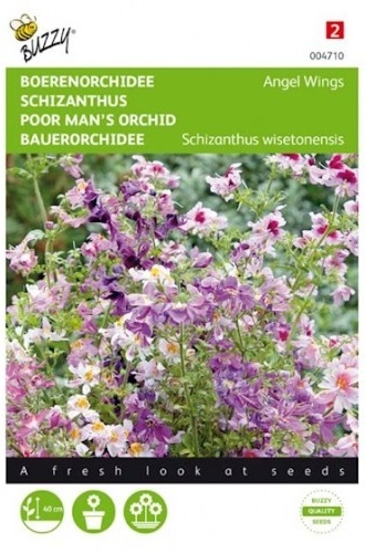 Schizanthus wisetonensis, Klanokvet, Angel Wings cca. 0,5 g